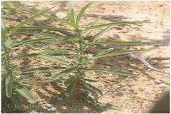 Enicostema axillare subsp. axillare